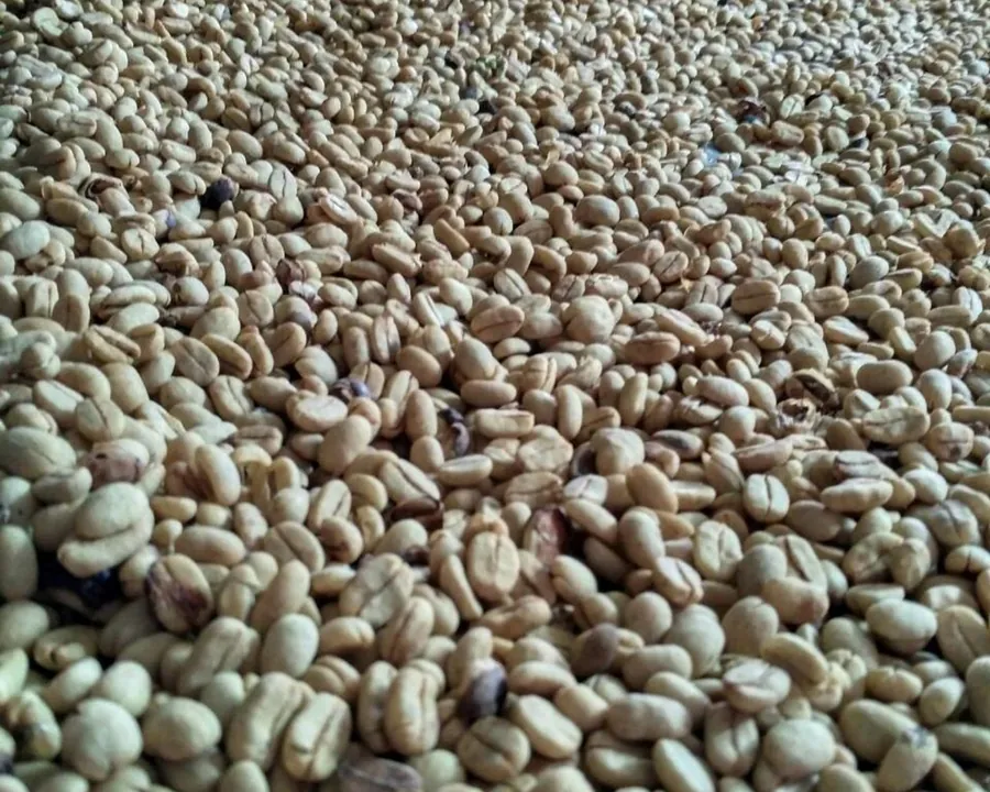 Green coffee beans before roasting