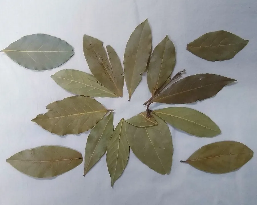Dried bay leaves laid out for grading