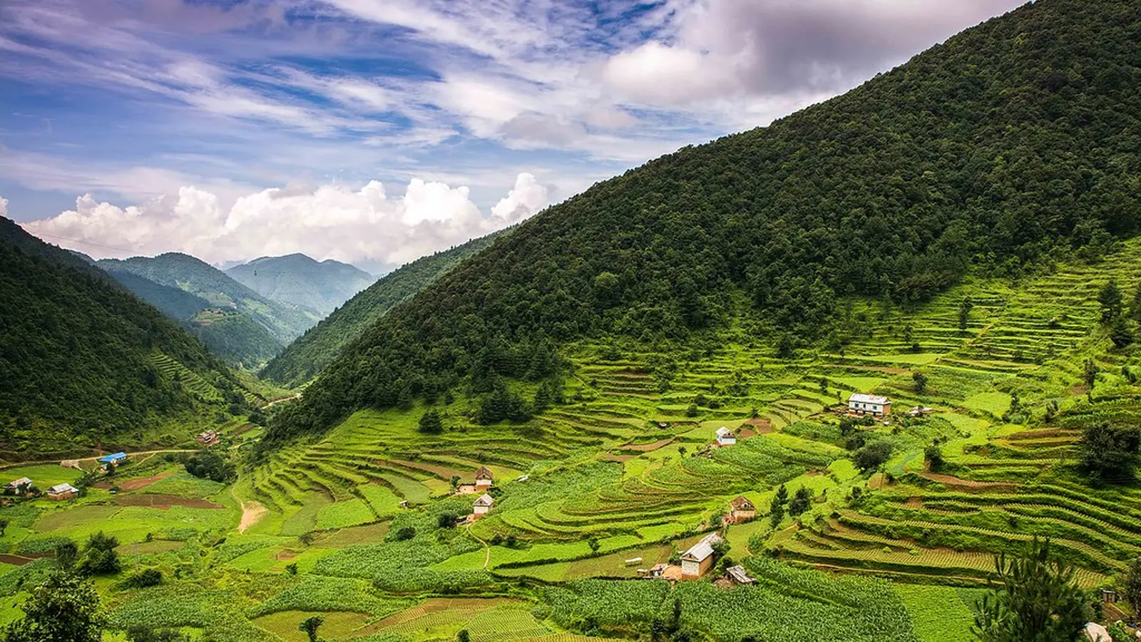 Terraced paddy fields at the growing belt