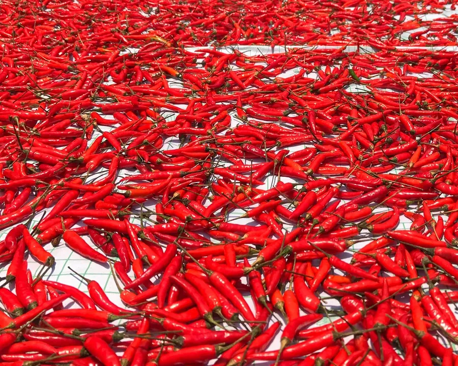 Red chillies laid out to sun-dry before grading